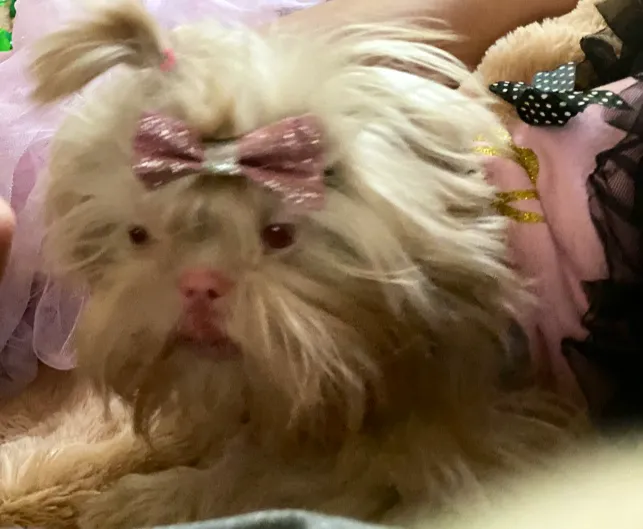 Vine Animal Clinic 12