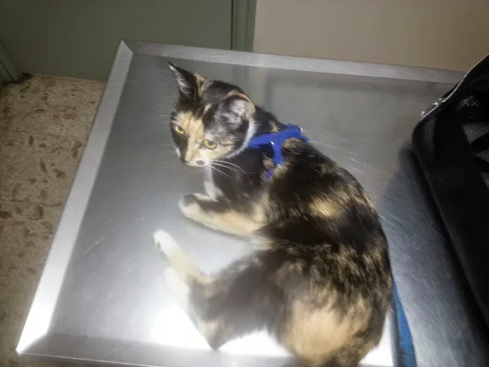 Tender Loving Care Animal Hospital 12