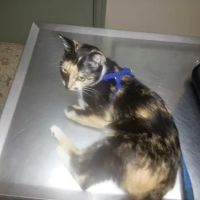 Tender Loving Care Animal Hospital ico