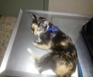 Tender Loving Care Animal Hospital
