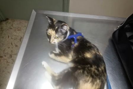 Tender Loving Care Animal Hospital