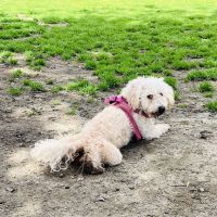 South Hills Animal Hospital ico