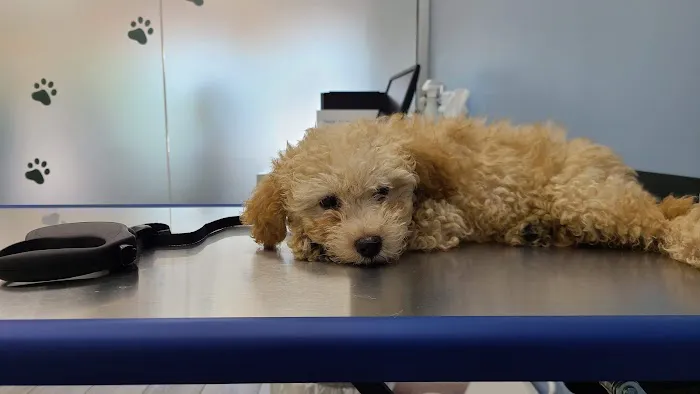 South Hills Animal Hospital 12