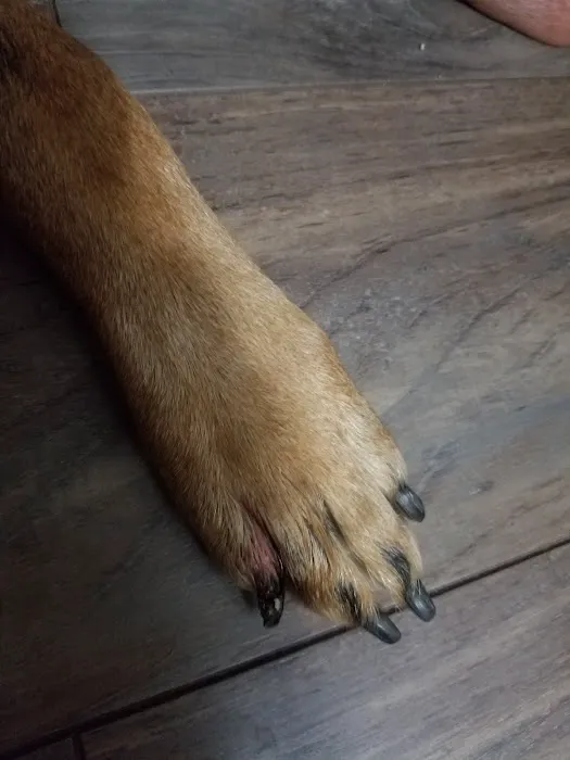 South Hills Animal Hospital 12