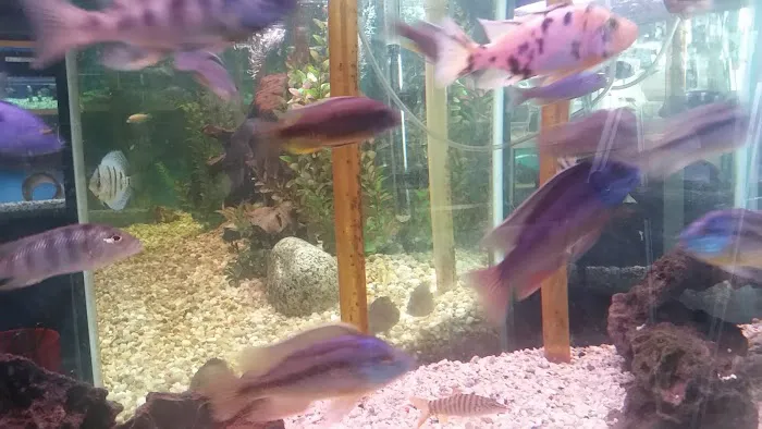 Golden Fish Aquariums 12