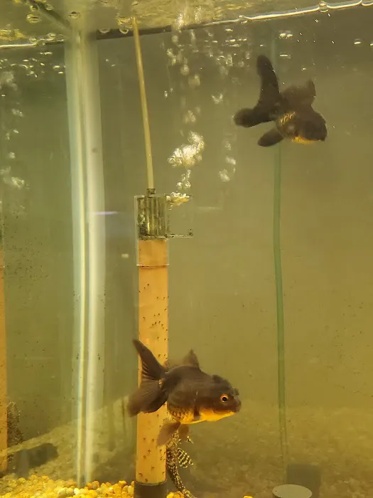 Golden Fish Aquariums 12
