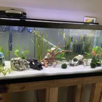 Golden Fish Aquariums ico