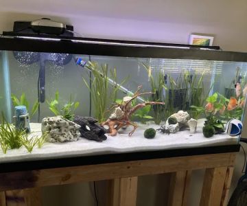 Golden Fish Aquariums