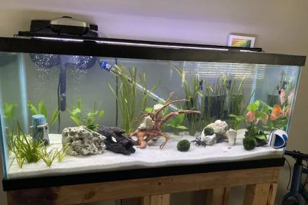 Golden Fish Aquariums