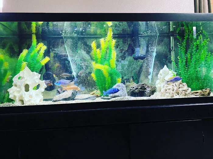 Golden Fish Aquariums 12