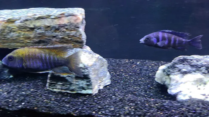 Golden Fish Aquariums 12
