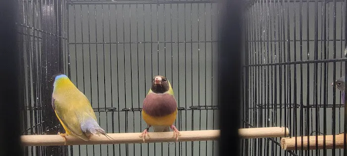 World Of Birds 12