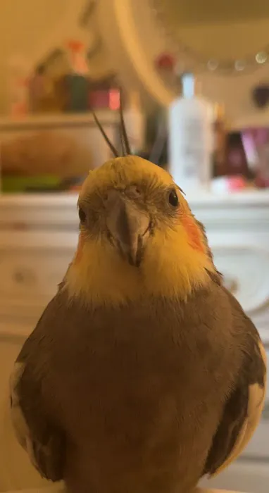 World Of Birds 12
