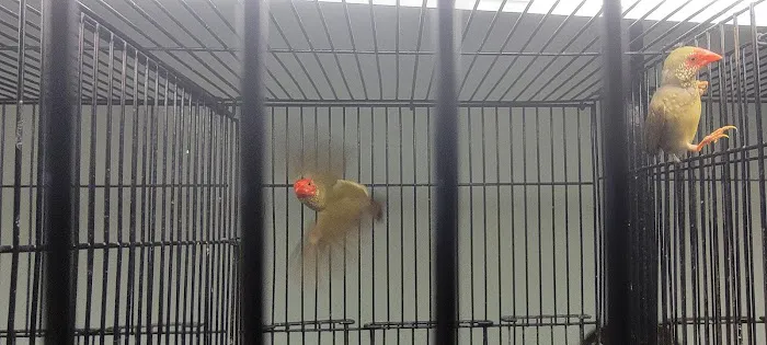 World Of Birds 12
