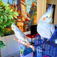 World Of Birds ico