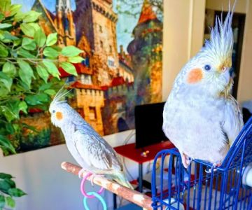 World Of Birds