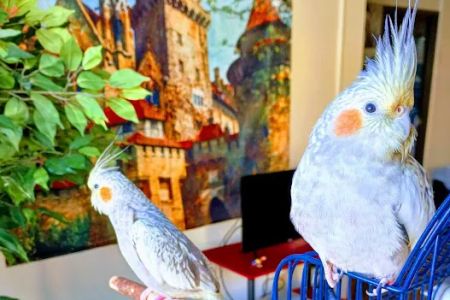 World Of Birds