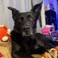 Walnut Valley Animal Hospital ico