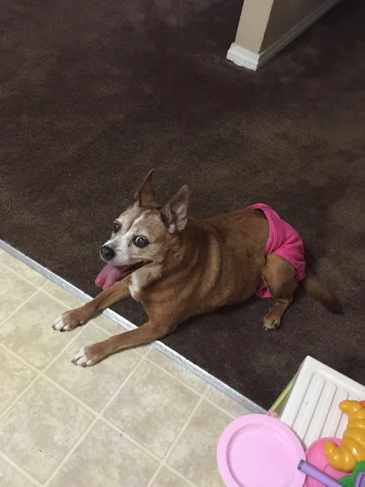 Walnut Valley Animal Hospital 4