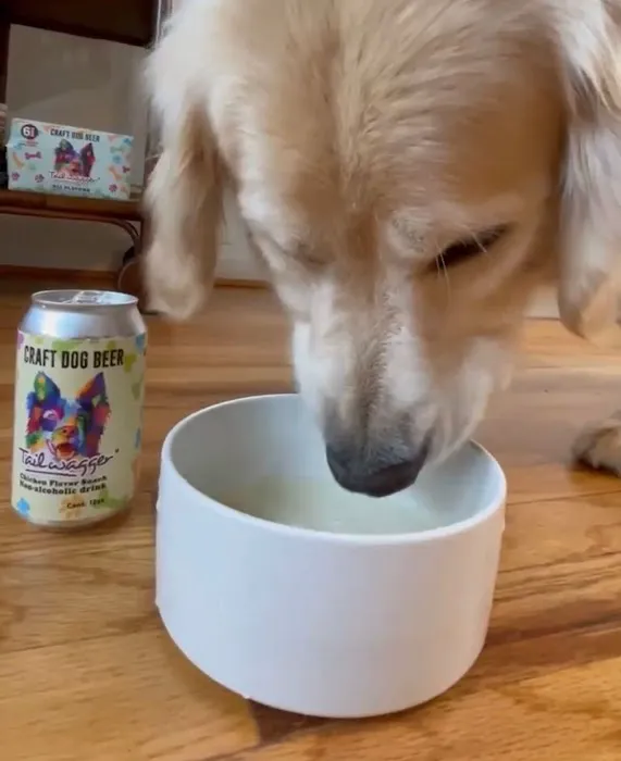 Tailwagger LLC 12