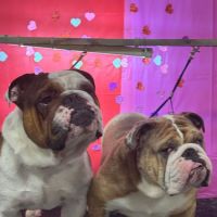 Sunshine Veterinary Care ico
