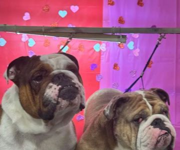 Sunshine Veterinary Care