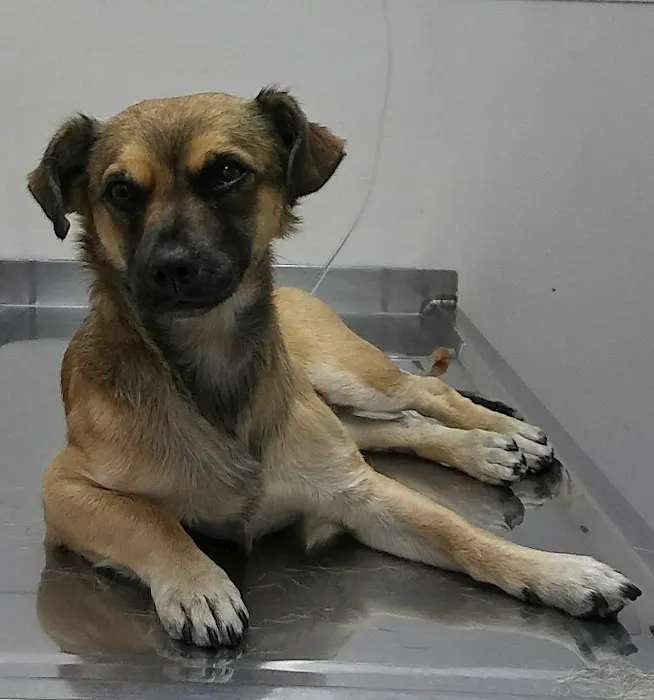 Garvey pet hospital 6