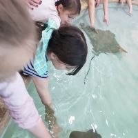 Kingfish Aquarium Services ico