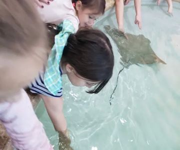 Kingfish Aquarium Services