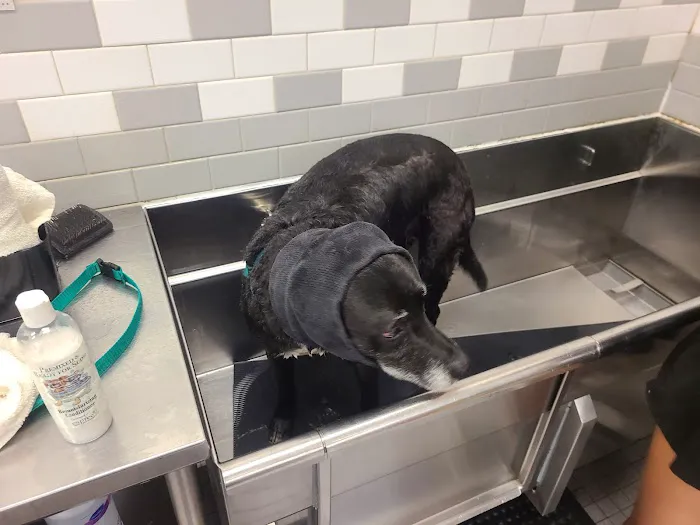 Petco 12