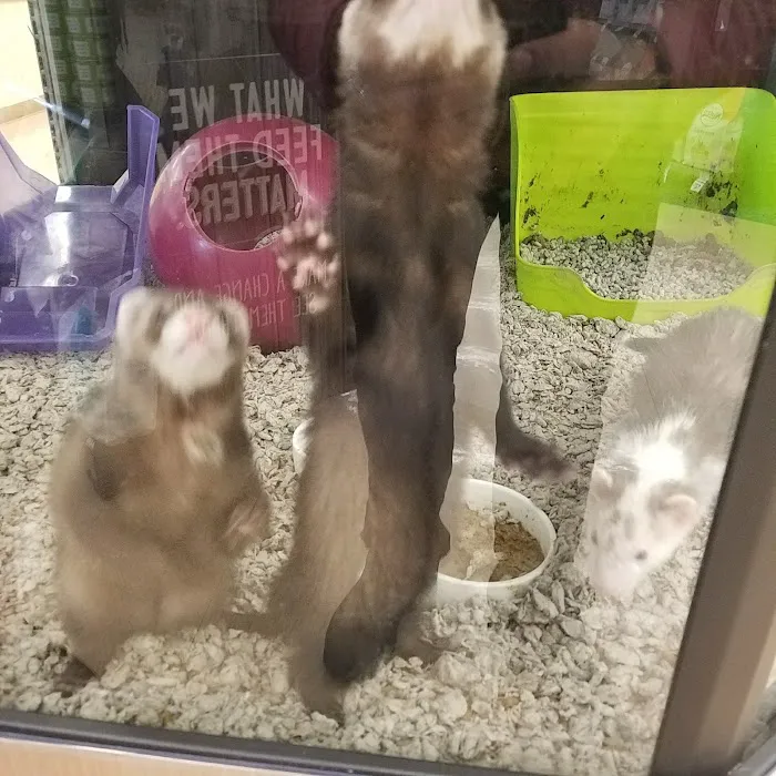 Petco 12