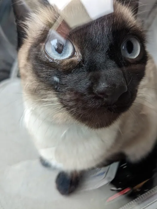 Rosemead Animal Hospital 1