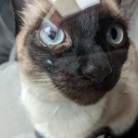 Rosemead Animal Hospital ico