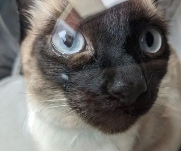Rosemead Animal Hospital