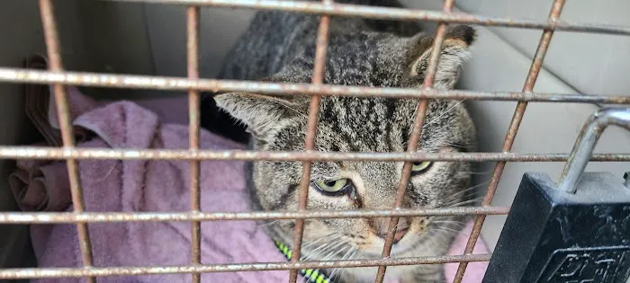 Rosemead Animal Hospital 2