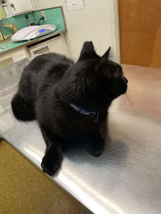 Rosemead Animal Hospital 6