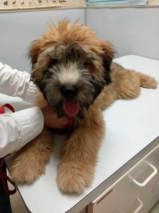 Atlantic Animal Hospital 2