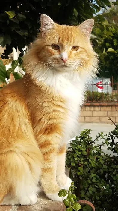 Atlantic Animal Hospital 6