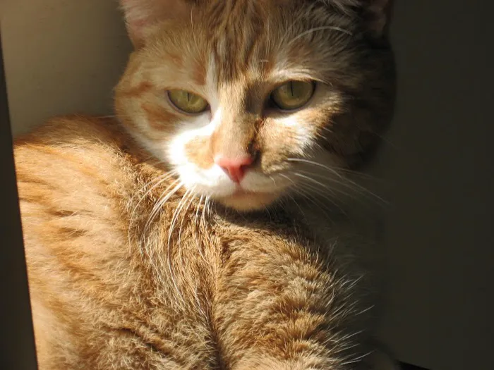 Atlantic Animal Hospital 4