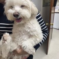 Atlantic Animal Hospital ico