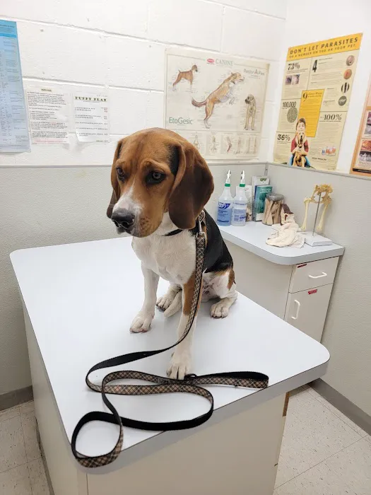 Atlantic Animal Hospital 5