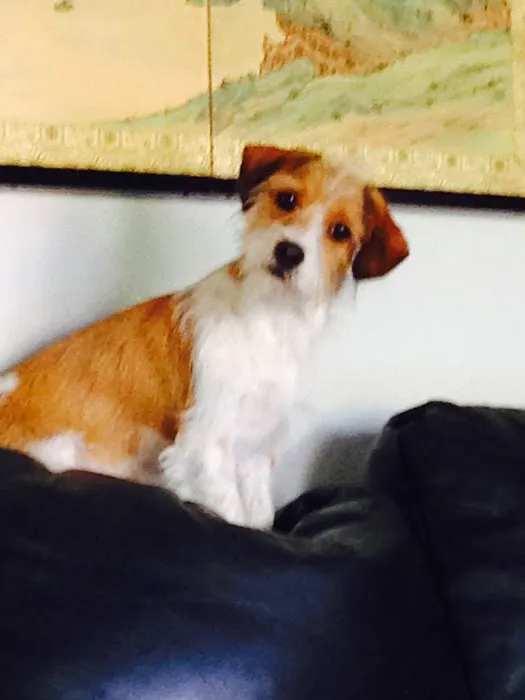 VCA Community Companion Animal Hospital 12