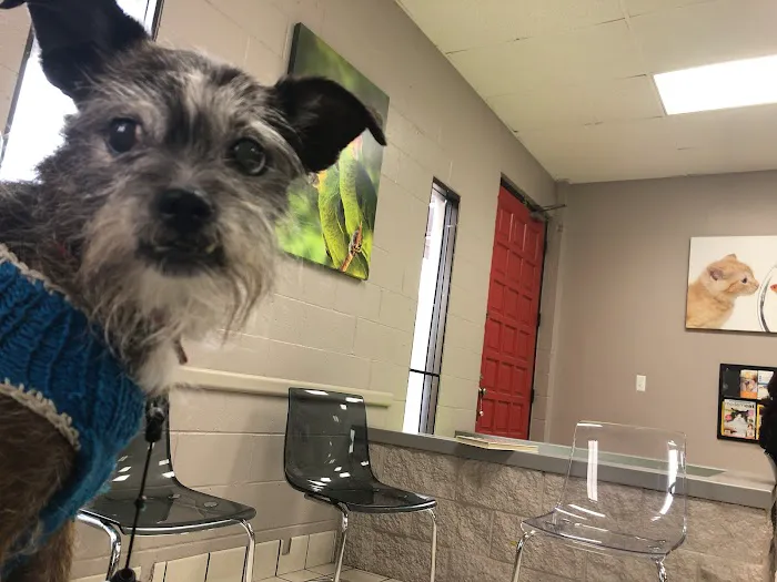 VCA Community Companion Animal Hospital 12