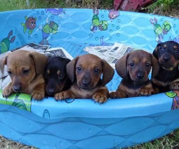 VCA Community Companion Animal Hospital