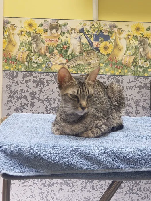 Temple City Animal Hospital 12