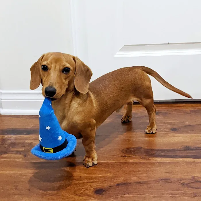 Temple City Animal Hospital 12