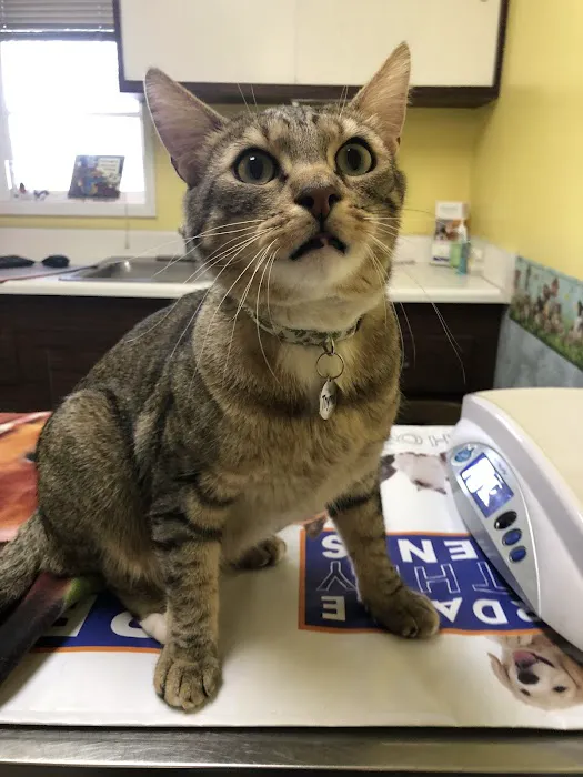 Temple City Animal Hospital 12