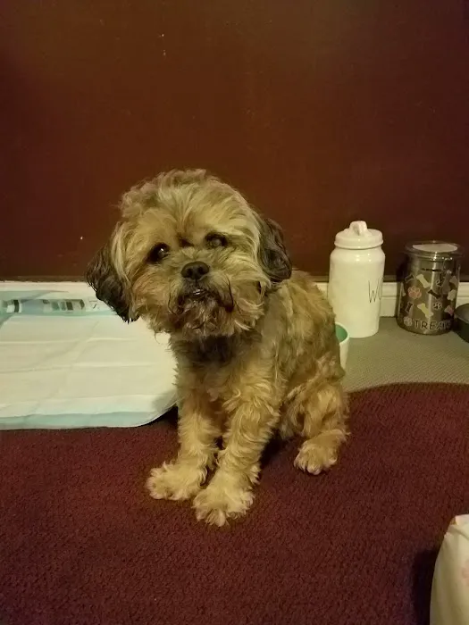 Temple City Animal Hospital 12