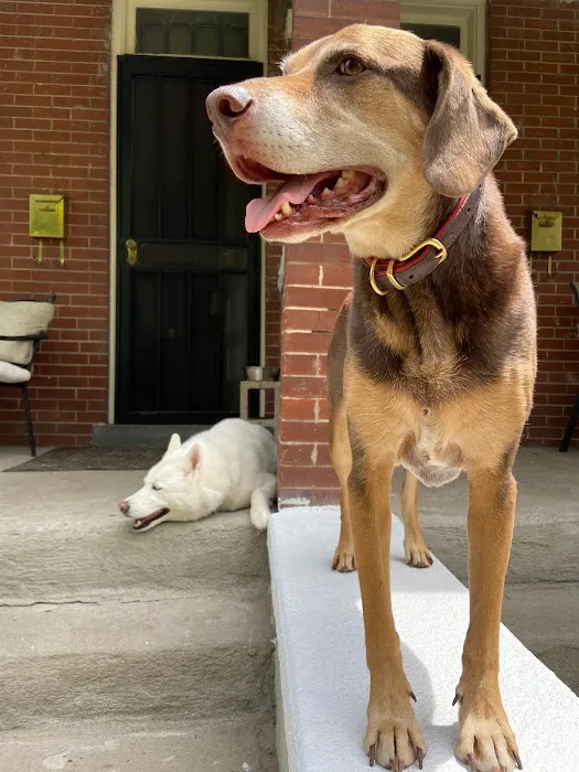 Denver Dog Co. 12