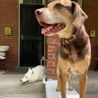 Denver Dog Co. ico